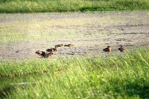 Birds in Goa - Download Goa Photos